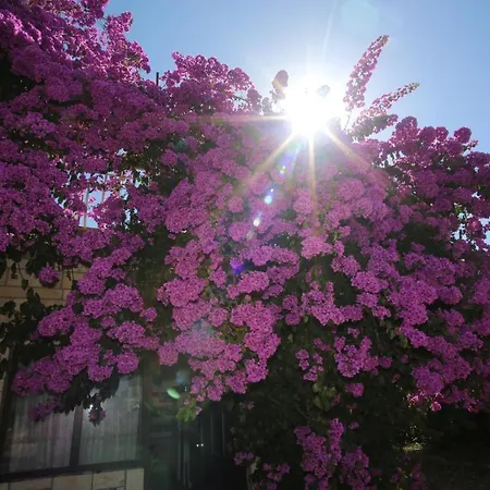 Lejlighed Michelle *